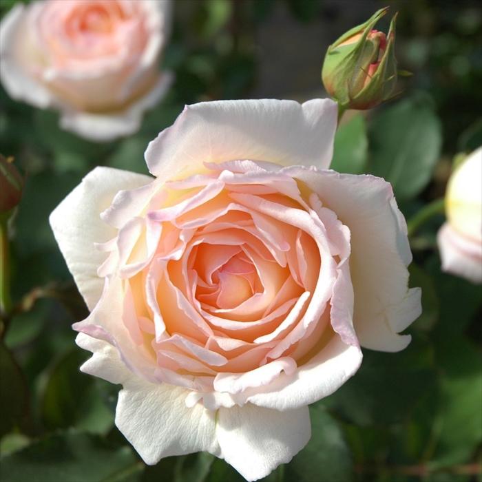 予約販売 バラ 苗 新苗 京成バラ園芸 薫乃（かおるの） 登録品種 薔薇