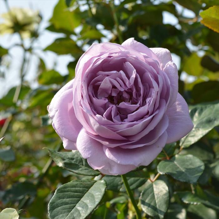 まもなく締め切り】 予約販売 バラ 苗 新苗 京成バラ園芸 しのぶれど