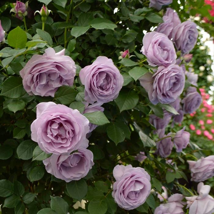 予約販売 バラ 苗 新苗 京成バラ園芸 しのぶれど 登録品種 薔薇 ばら