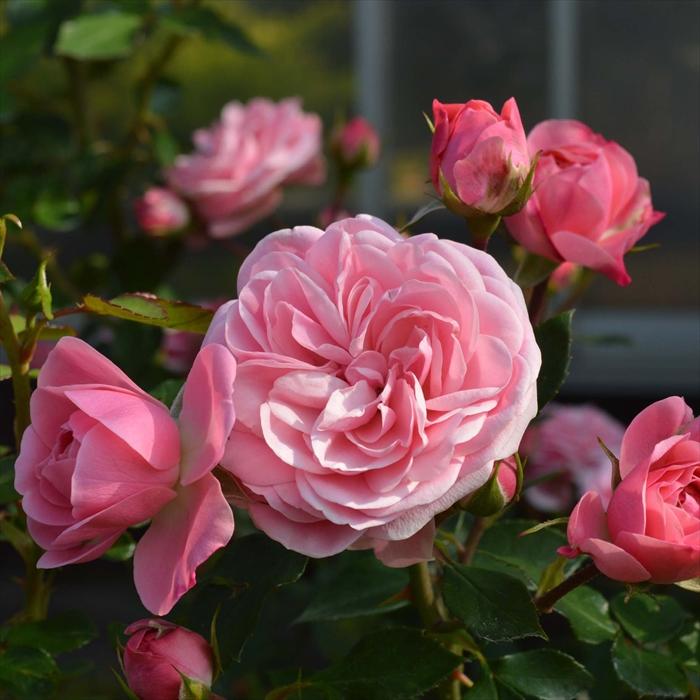 予約販売 バラ 苗 新苗 タンタウ バイランド 登録品種 薔薇 ばら 送料
