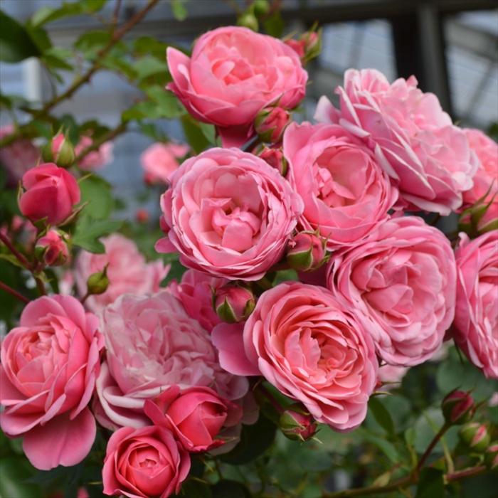 予約販売 バラ 苗 新苗 タンタウ バイランド 登録品種 薔薇 ばら 送料