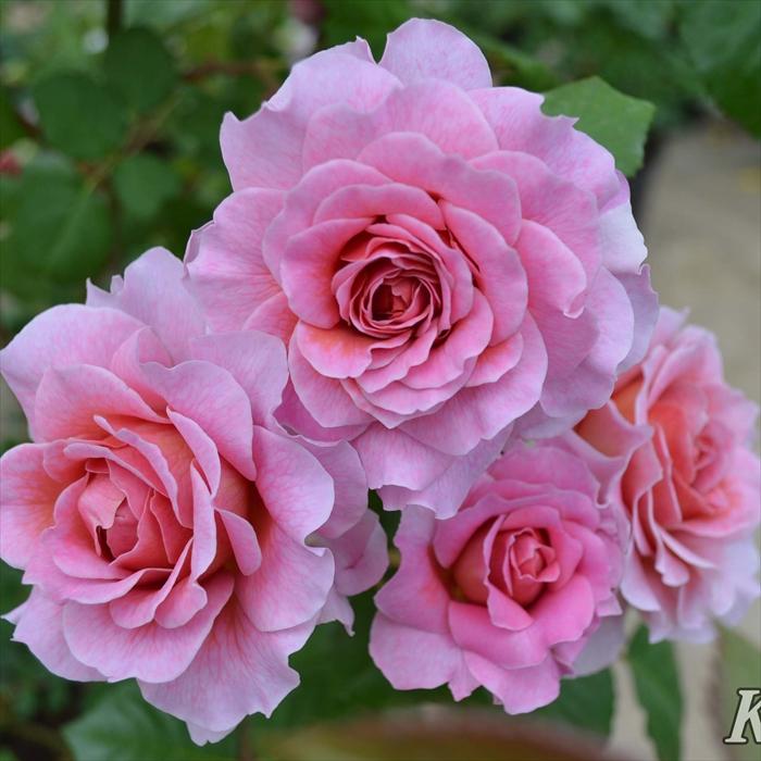 予約販売 バラ 苗 新苗 タンタウ アイスフォーゲル 登録品種 薔薇 ばら