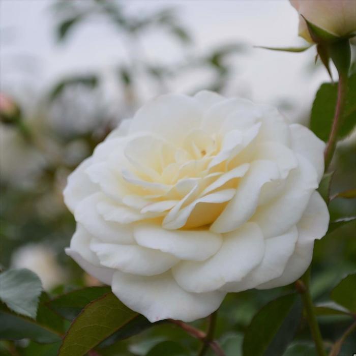 予約販売 バラ 苗 新苗 J&P ファビュラス！ 登録品種 薔薇 ばら 送料