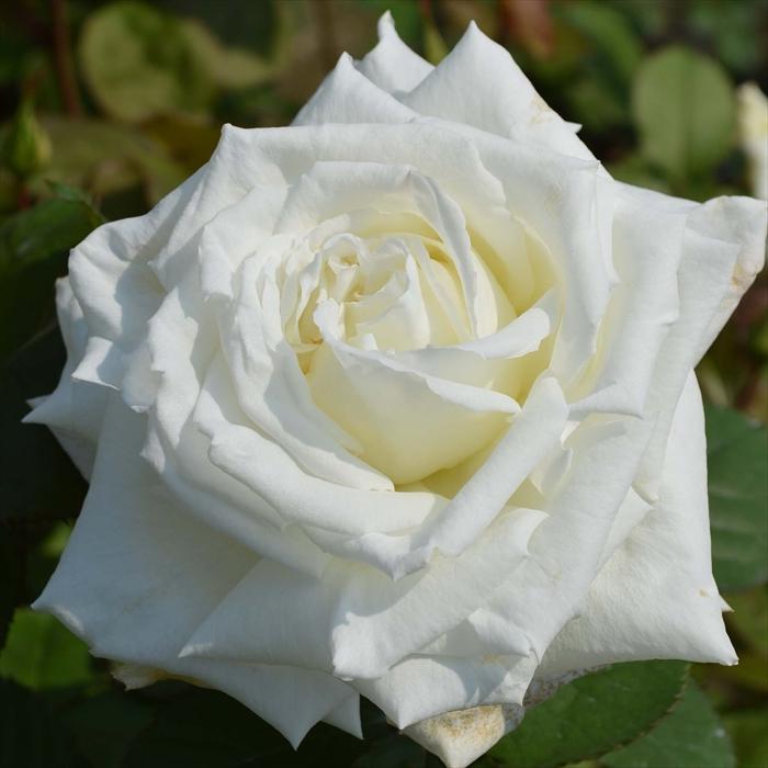 予約販売 バラ 苗 新苗 J&P ヨハネ パウロ 2世 登録品種 薔薇 ばら