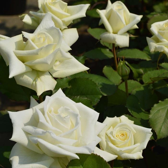 予約販売 バラ 苗 新苗 J&P ヨハネ パウロ 2世 登録品種 薔薇 ばら