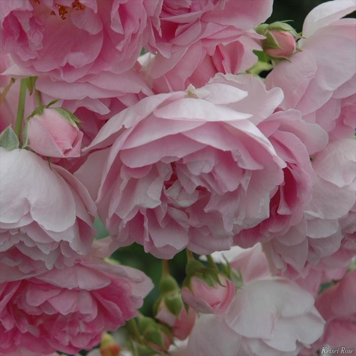 予約販売 バラ 苗 新苗 コルデス ジャスミーナ 登録品種 薔薇 ばら
