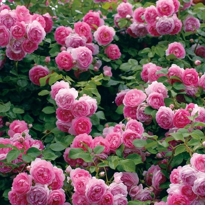 予約販売 バラ 苗 新苗 コルデス ジャスミーナ 登録品種 薔薇 ばら