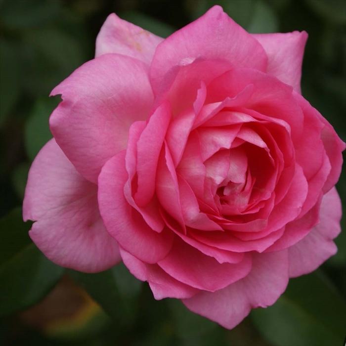 予約販売 バラ 苗 新苗 コルデス ビバリー 登録品種 薔薇 ばら 送料