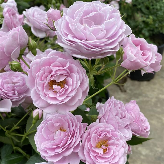 予約販売 バラ 苗 新苗 コルデス プロローグ 品種登録出願中 薔薇 ばら