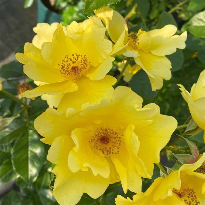 予約販売 バラ 苗 新苗 コルデス レモン フィズ 品種登録出願中 薔薇