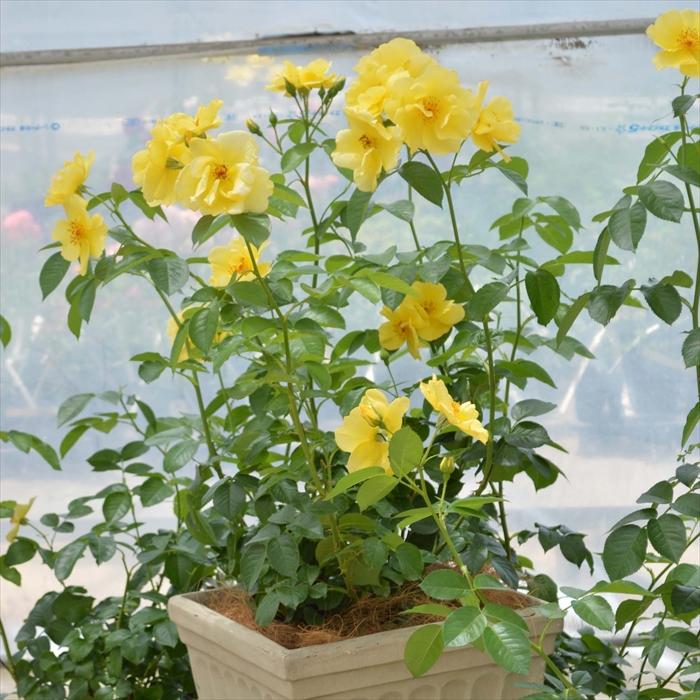 予約販売 バラ 苗 新苗 コルデス レモン フィズ 品種登録出願中 薔薇