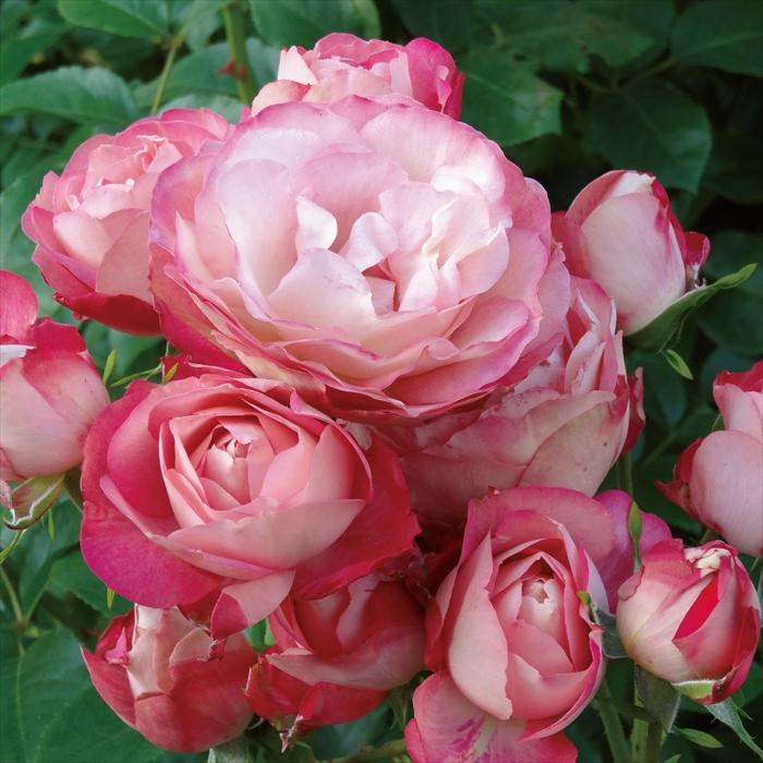 予約販売 バラ 苗 新苗 メイアン アクロポリス ロマンティカ 薔薇 ばら