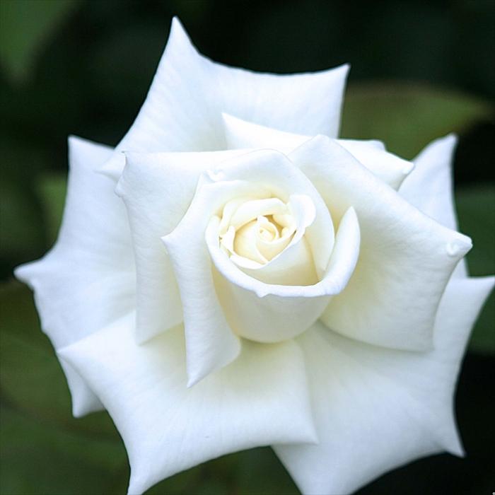 予約販売 バラ 苗 新苗 メイアン オスカル フランソワ 薔薇 ばら 送料