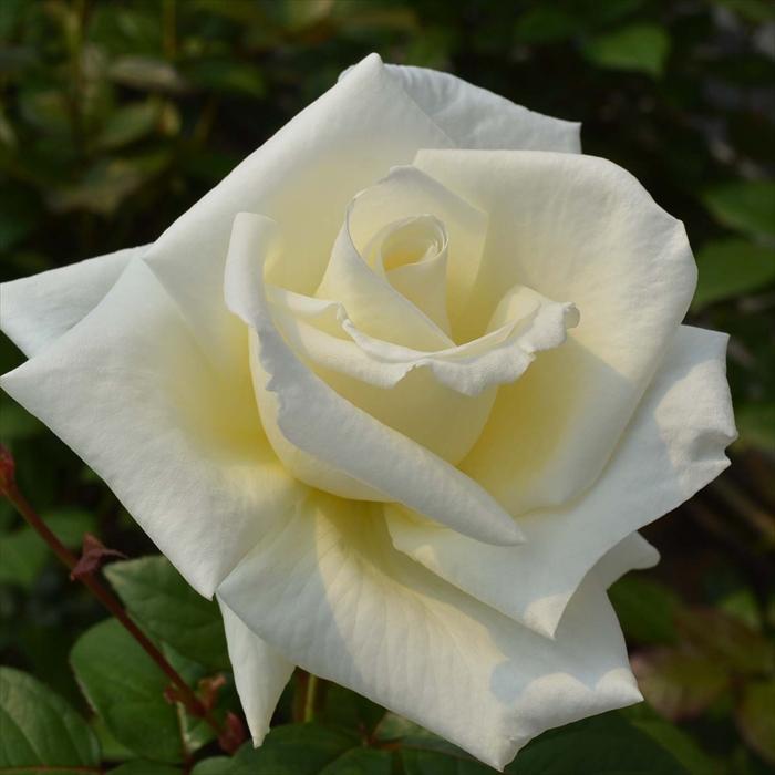 予約販売 バラ 苗 新苗 メイアン オスカル フランソワ 薔薇 ばら 送料