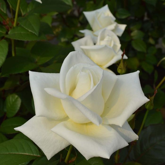予約販売 バラ 苗 新苗 メイアン オスカル フランソワ 薔薇 ばら 送料