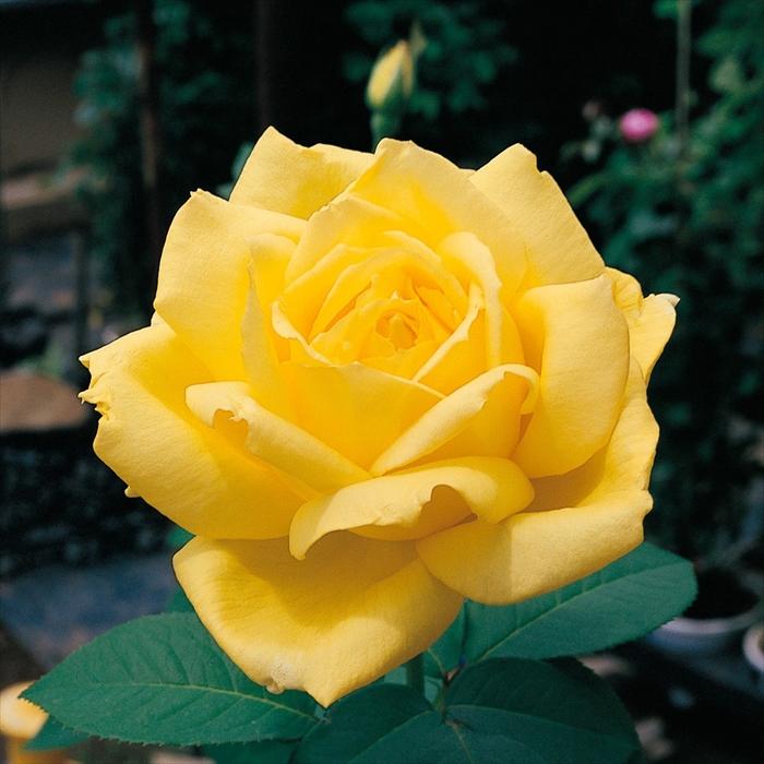 ア*ゃ様 薔薇　バラ苗　入手困難　接木　新苗　CHARLOTTE PERR*** 予約販売 バラ 苗 新苗 京成バラ園芸 ローズ ヨコハマ 登録品種 薔薇