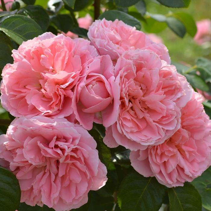 お買得　薔薇のカッティングのパーテーション2連 ライトアイボリー薔薇柄生地ピンク 予約販売 バラ 苗 新苗 京成バラ園芸 桜衣（さくらごろも） 品種登録