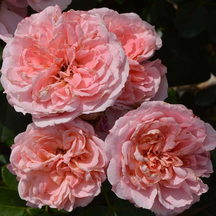 予約販売 バラ 苗 新苗 京成バラ園芸 桜衣（さくらごろも） 品種登録