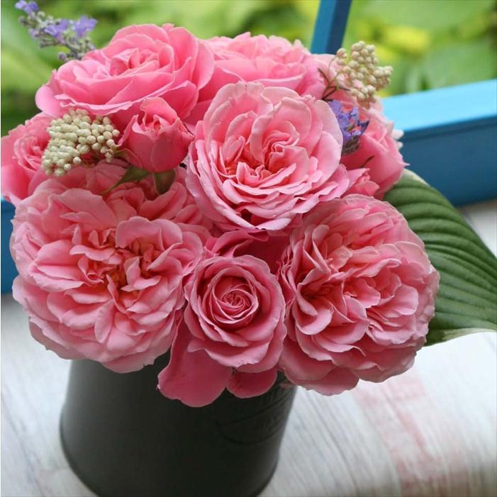 予約販売 バラ 苗 新苗 京成バラ園芸 桜衣（さくらごろも） 品種登録