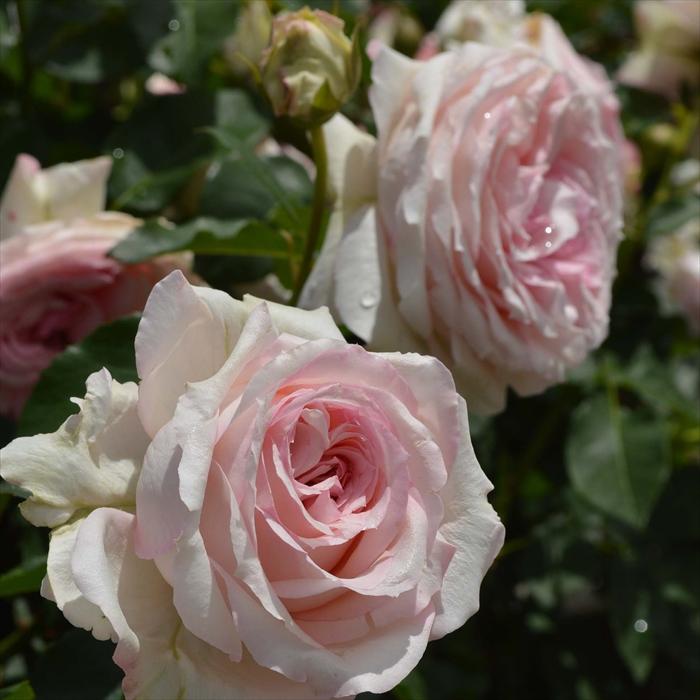 予約販売 バラ 苗 新苗 京成バラ園芸 春乃（はるの） 登録品種 薔薇