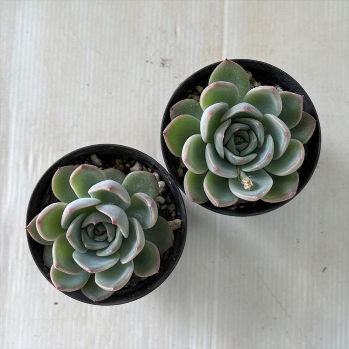 日本花キ流通 多肉植物 skエケベリア コロラータ×ルシンダ 日本花キ流通 多肉植物 skエケベリア コロラータ×ルシンダ