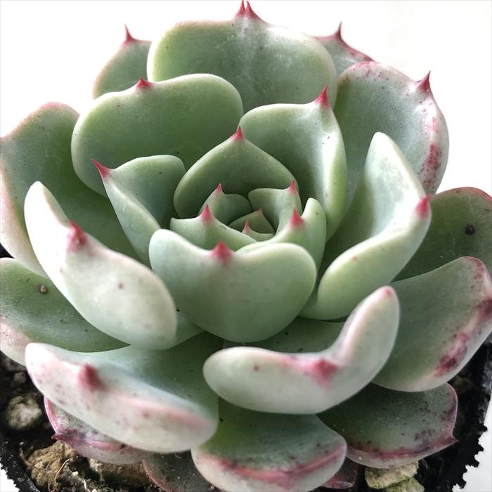 日本花キ流通 多肉植物 hxエケベリア レッドエボニー×ミニノバ 多肉