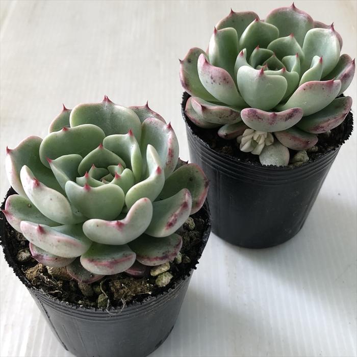 多肉植物♥゛レッドベリー ポットごと 多肉植物 セダム レッドベリー錦 7.5cmポット苗 : ハニーミント - 通販