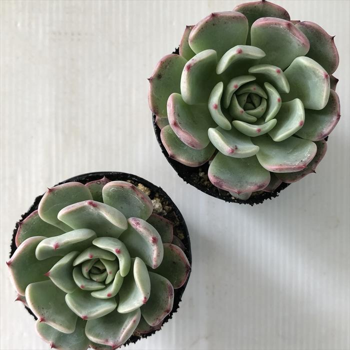 多肉植物♥゛レッドベリー ポットごと 日本花キ流通 多肉植物 hxエケベリア レッドエボニー×ミニノバ 多肉