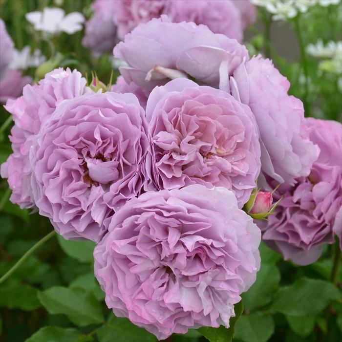 予約販売 バラ 苗 新苗 河本バラ園 レヴリ 品種登録出願中 四季咲き