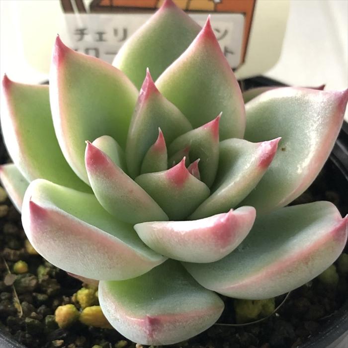 多肉植物 plkエケベリア チェリークイーン×ローズガーネット 多肉植物 plkエケベリア チェリークイーン×ローズガーネット