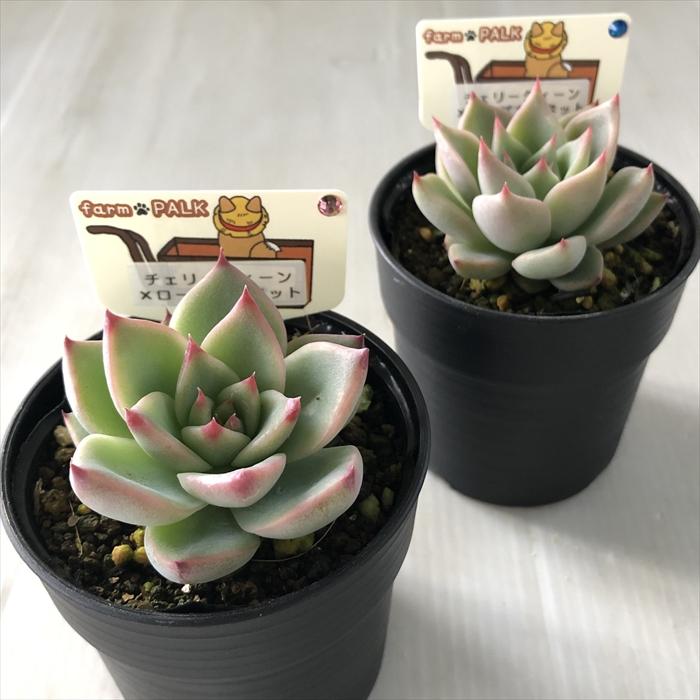 多肉植物 plkエケベリア チェリークイーン×ローズガーネット 多肉植物 plkエケベリア チェリークイーン×ローズガーネット