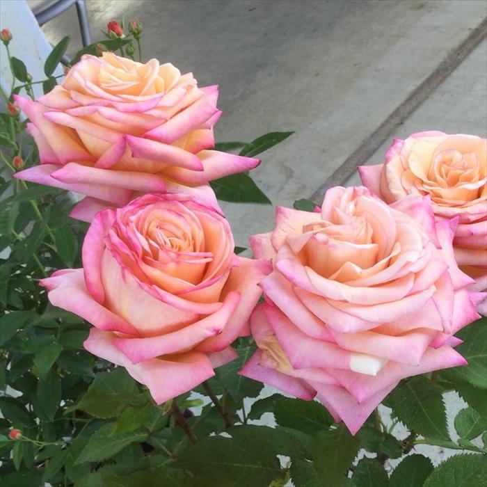 バラ苗 4種セット 楽天市場】予約販売 バラ 苗 バラ 新苗 中輪 カリスマ 四季咲き 薔薇