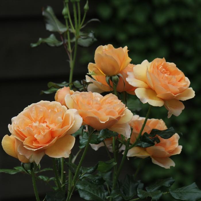 予約販売 バラ 苗 新苗 禅ローズ アンゲリカ 薔薇 ばら 送料無料