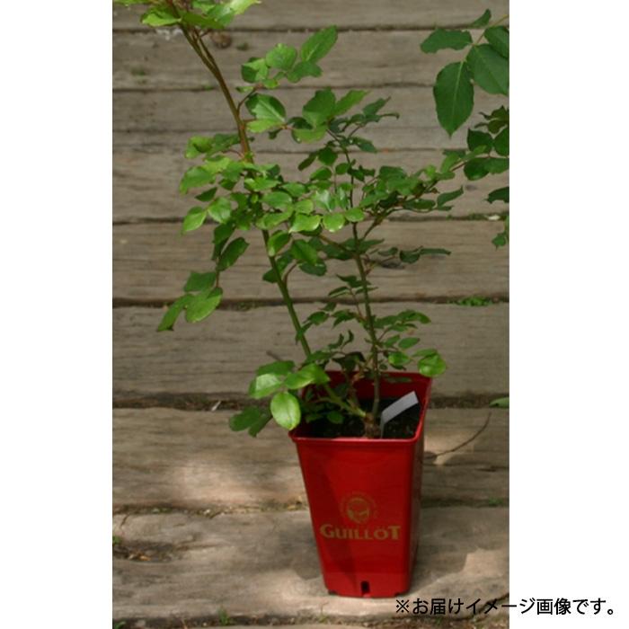予約販売 バラ 苗 新苗 禅ローズ アンゲリカ 薔薇 ばら 送料無料
