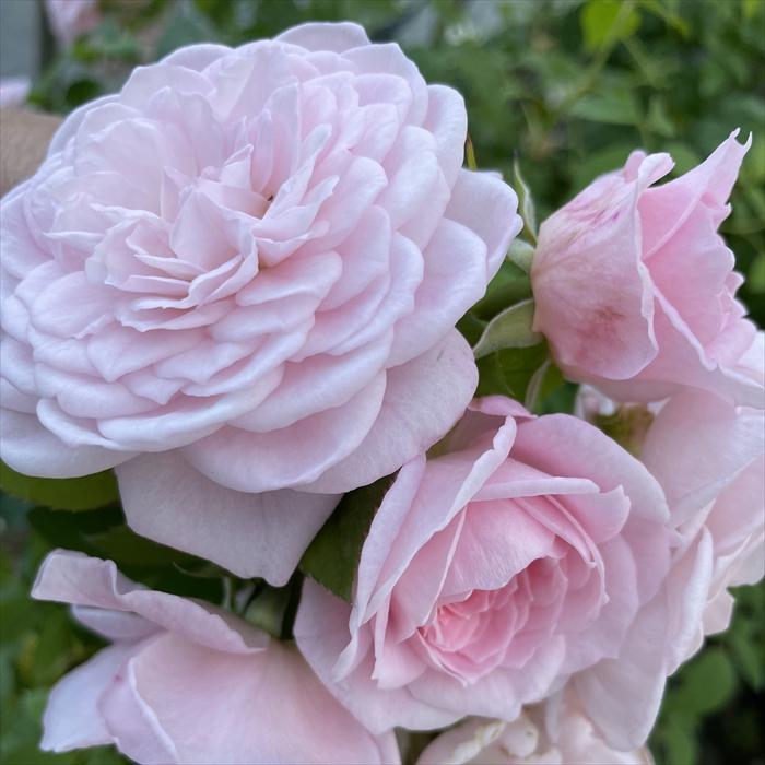 予約販売 バラ 苗 新苗 禅ローズ ファルセット 薔薇 ばら 送料無料