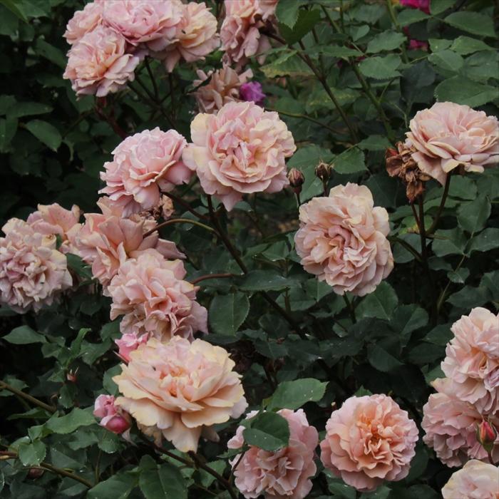 予約販売 バラ 苗 新苗 禅ローズ 空蝉（うつせみ） 薔薇 ばら 送料無料