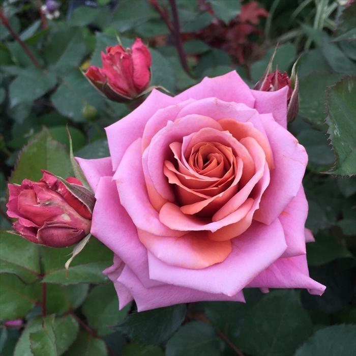 予約販売 バラ 苗 新苗 禅ローズ 禅（ぜん） 薔薇 ばら 送料無料 濃茶