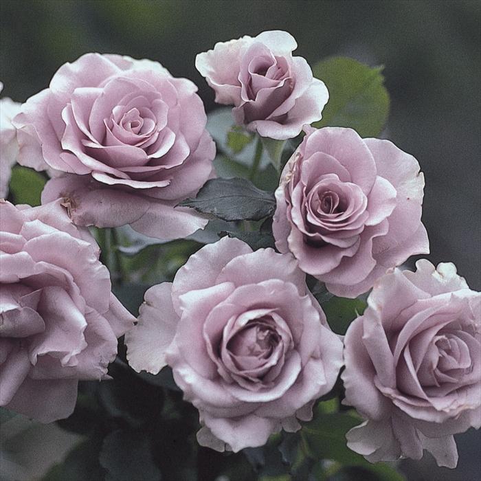 予約販売 バラ 苗 新苗 禅ローズ わたらせ 薔薇 ばら 送料無料 紫 omms