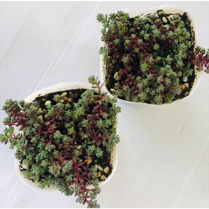 多肉植物 sbセダム ファロフォーム 多肉植物 セダム 7.5cmポット z230112011フラワーネット日本花キ流通 通販