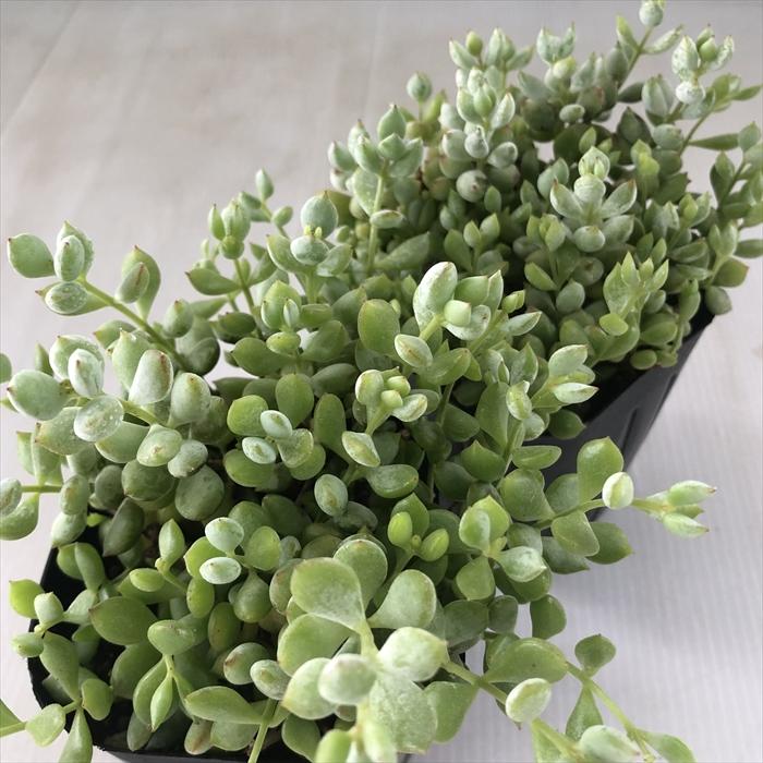 日本花キ流通 多肉植物 seコチレドン ペンデンス 多肉植物 コチレドン