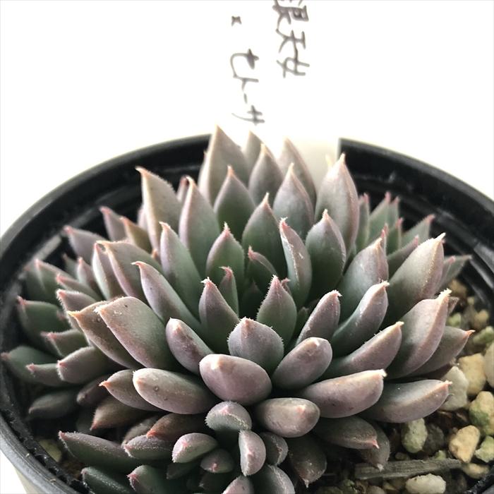 デカベリア 多頭♥️ミモザ♥️巨大エケベリア多肉 抜き苗 デカベリア 多頭♥️ミモザ♥️巨大エケベリア多肉 抜き苗