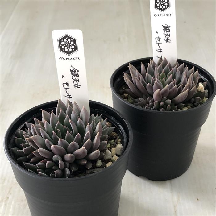 多肉植物 O'sグラプトベリア 銀天女×セトーサデミヌタ O's