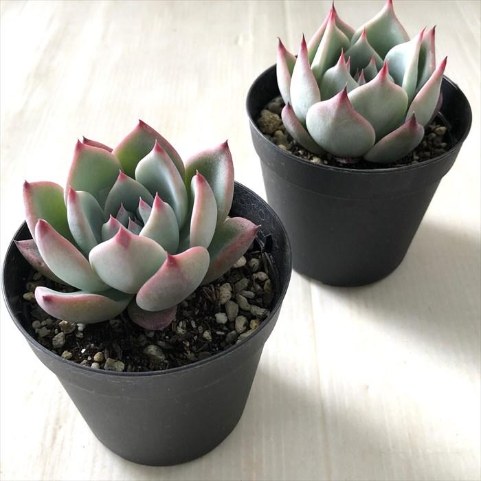 日本花キ流通 多肉植物 skエケベリア チコ 多肉植物 エケベリア 7.5cm