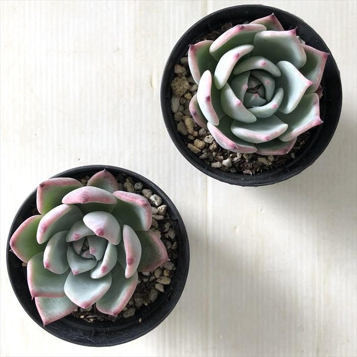 日本花キ流通 多肉植物 skエケベリア チコ 多肉植物 エケベリア 7.5cm