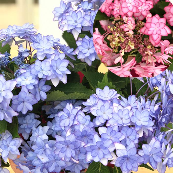 輸入アジサイ５セット 紫陽花・おまけ付き 日本花キ流通 アジサイ 雛祭り 5号鉢 大苗 花苗 苗木 あじさい 紫陽花