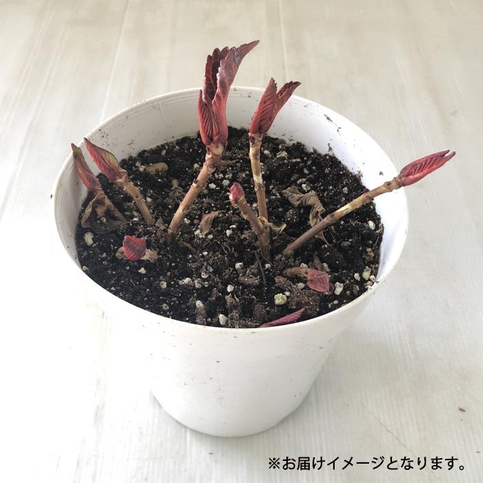 日本花キ流通 アジサイ ホットレッド 5号鉢 大苗 花苗 苗木 あじさい