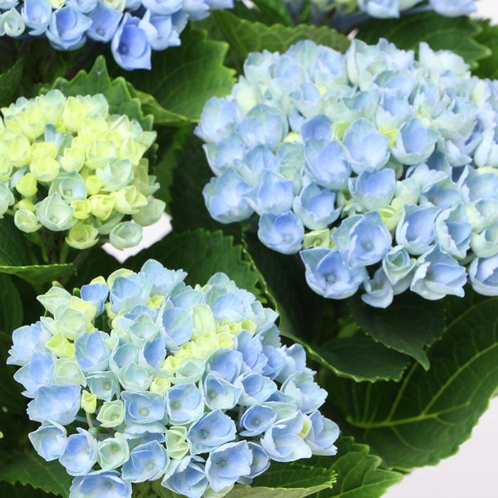 大苗　紫陽花　マジカル 日本花キ流通 アジサイ マジカルレボリューション 5号鉢 大苗 花苗