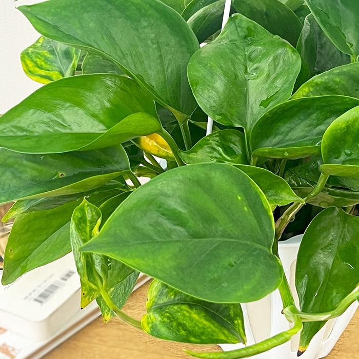 観葉植物 ポトス テルノ No.022 ジャック 5号鉢 吊り鉢 吊り下げ