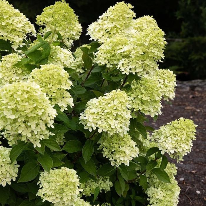 ピラミッドあじさい内容説明ご予約ページ（読む所から） 【公式通販】