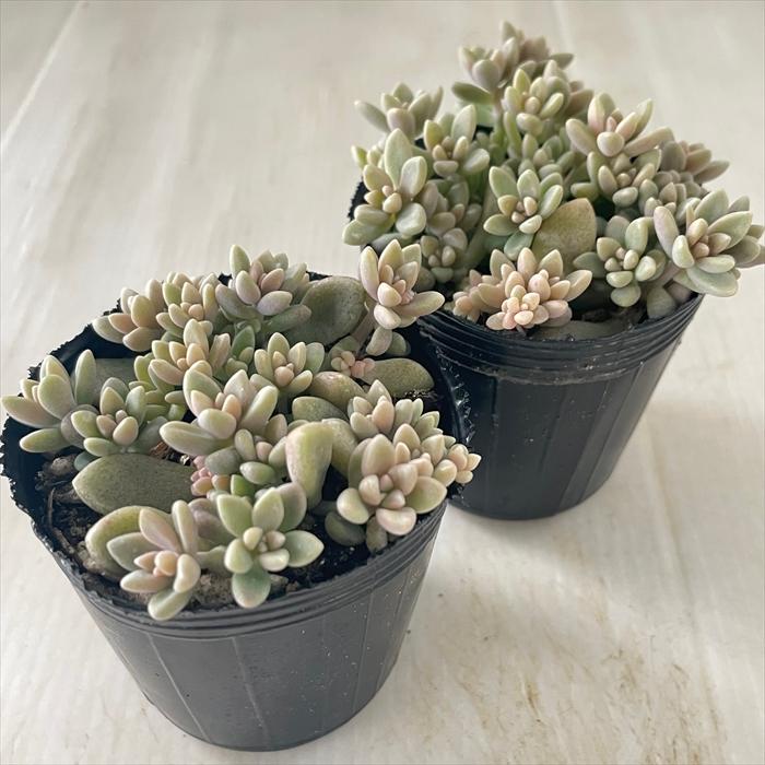 日本花キ流通 多肉植物 hmグラプトペタルム ばらまきヒメシュウレイ